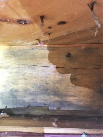 Mold in Crawl Space