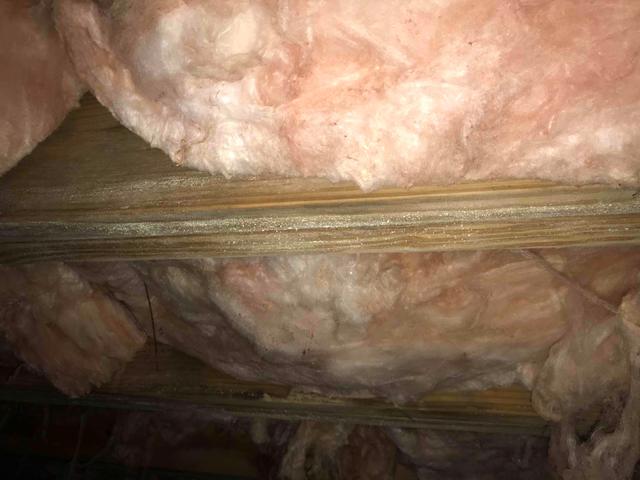 Mold and Mildew on Floor Joists