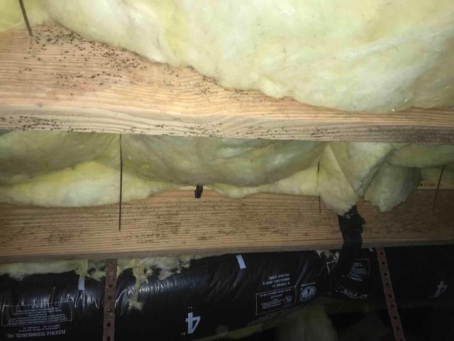 Mold and mildew growth is clearly visible on these floor joists. This is a symptom of the crawl space being unsealed and unprotected from outside air and moisture. When there are warmer temperatures and the relative humidity reaches at least 60%, mold and mildew can start to form on any organic materials within the crawl space. The musty odors and mold spores rising from the crawl space into the living space above can irritate those with asthma and allergies.