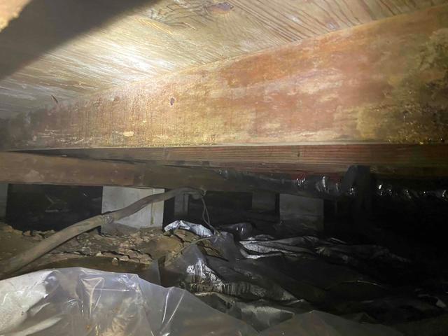 Mold Growth in the Crawl Space