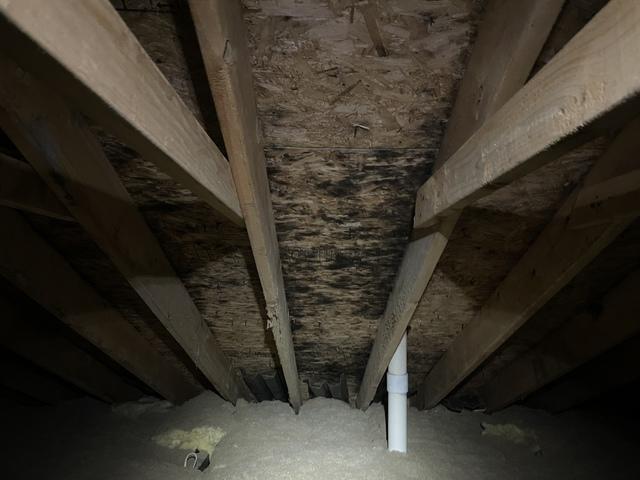 Mold on sheathing and truss in the attic