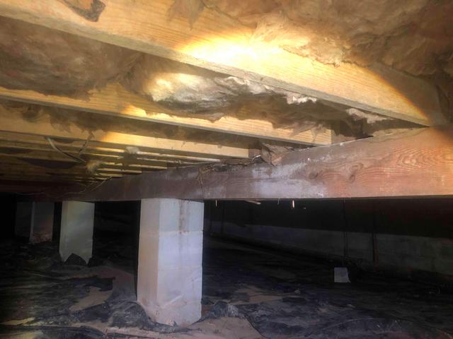 Mold and Mildew Growth