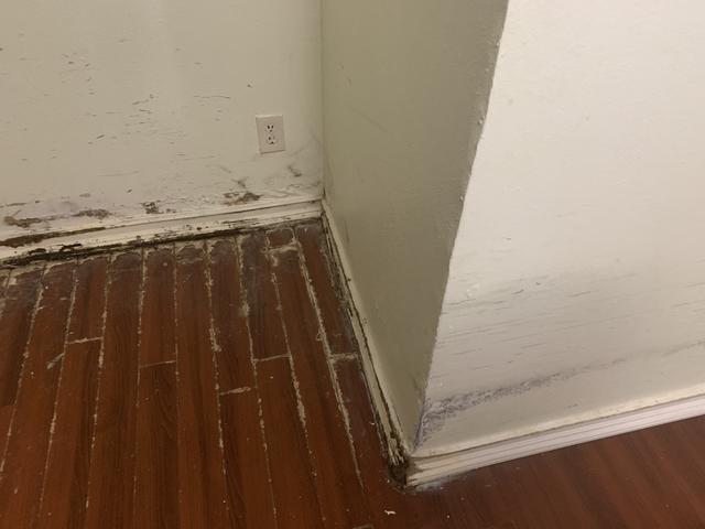 Before Mold Remediation