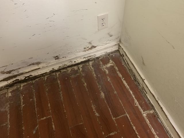 Before Mold Remediation