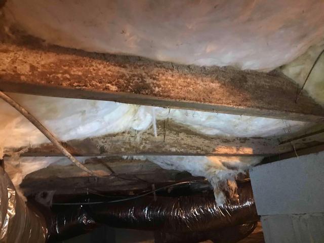 Rampant Crawl Space Mold Growth