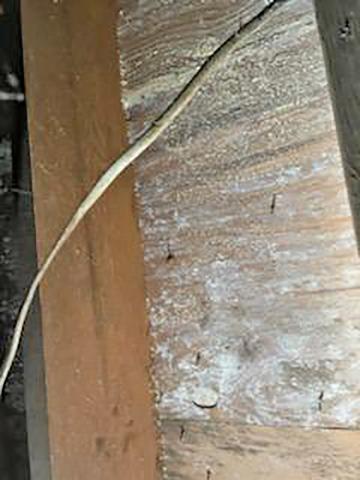 When we inspected the crawl space, there wasn't a single rafter that didn't have mold on it! Apparently, there was a severe water leak in the crawl space and, although the leak was taken care of, as a result mold had grown.