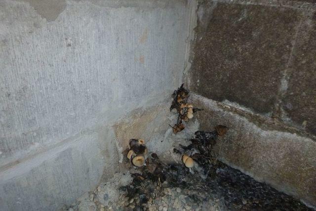 Fungi are Not Fun Guys in a Crawl Space