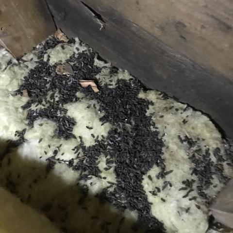 Mice Living in Insulation in Duluth, MN Attic