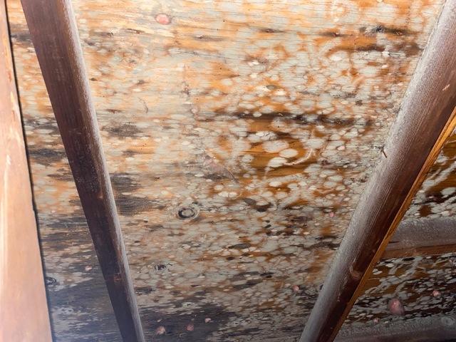 As you can see, there was a lot of mold in the attic! The cause? A leak in the roof.