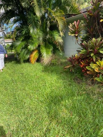 No Palm Fronds