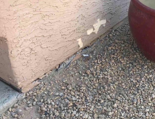 Stem Wall Failure Symptoms: Flaking Paint