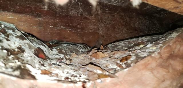 Crawl Space Floor - Covered In Mold!