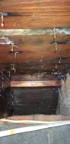 Mold Hanging From The Ceiling