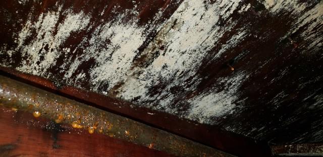 Excessive Mold Growth