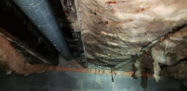 Wet and Moldy Insulation