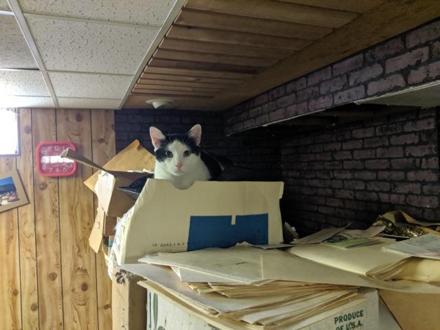 Our finished basements are friendly for the whole family, including all pets. The materials that we use are moisture resistant and scratch resistant, which makes it very pet and child friendly.