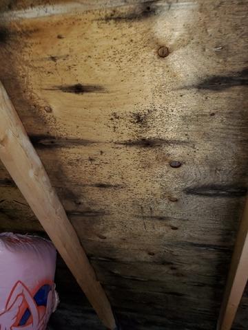 Mold in the attic .