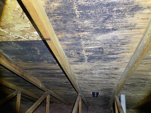 Mold on sheathing