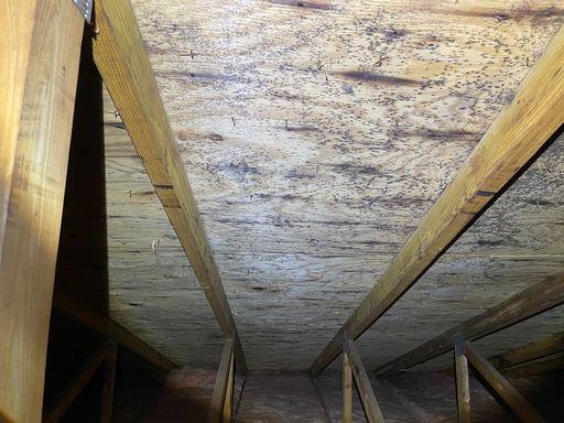 Mold on sheathing