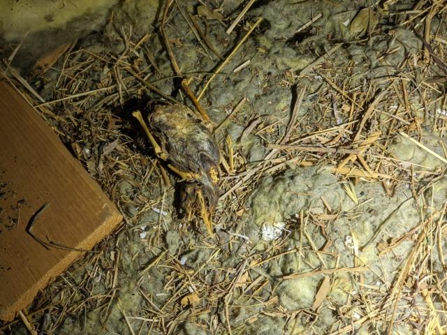 Dead bird in attic in Normal, IL