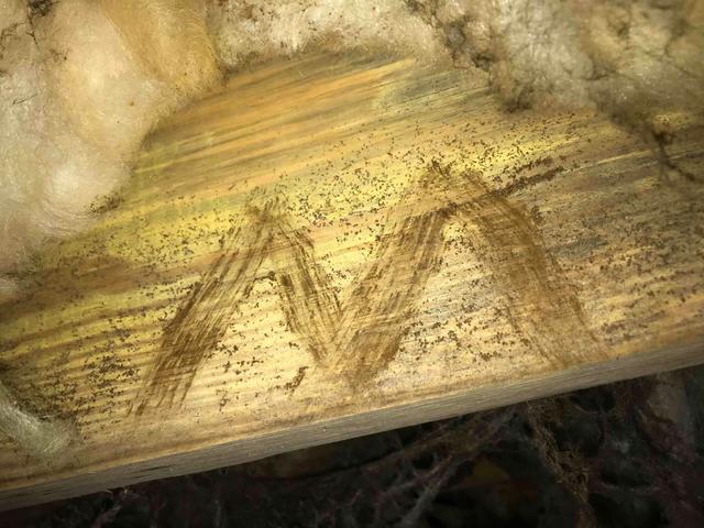 Crawl Space Mold Growth