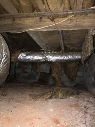 Crawl Space Mold Growth
