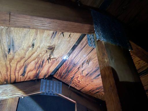 Mold on trusses of attic