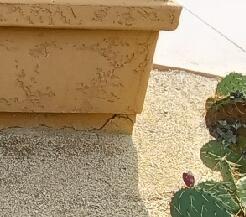 Symptom of Stem Wall Failure: Vertical Cracks