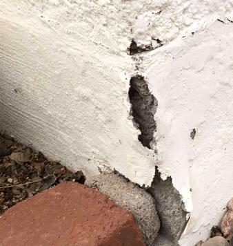 Stem Wall Failure Symptoms: Flaking Paint