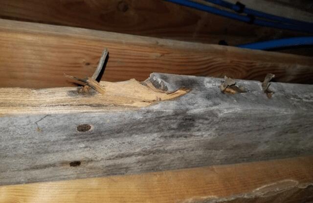 <p>Moisture is one of the greatest dangers to a home. Bacteria need organic material as a food source and the wood in most homes' support is a perfect target. Once mold spores form they can spread in the air and attack more organic material, potentially spreading to residences' lungs and causing major health risks. this section of the rim joist is so far taken by spores that it runs the risk of breaking and causing serious damage.</p>