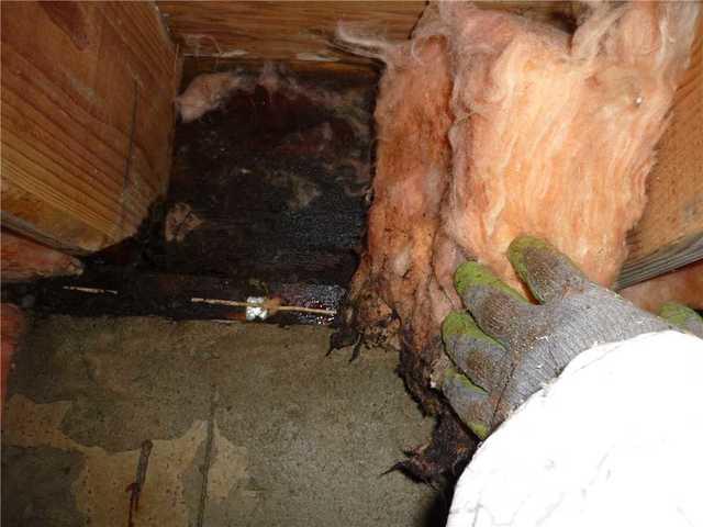 <p>Moisture ingress over time has caused the insulation to go mouldy.</p>