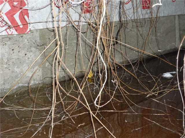 <p>Here you see tree roots that have started to grow into the crawlspace.</p>