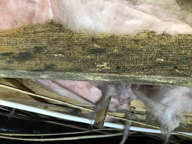 Floor Joist Mold Growth