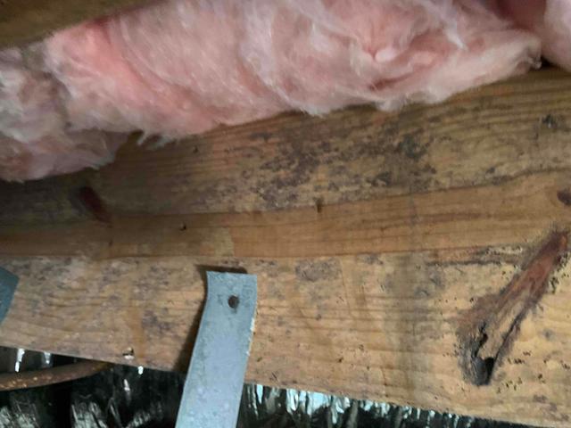 Mold Growth on Floor Joists