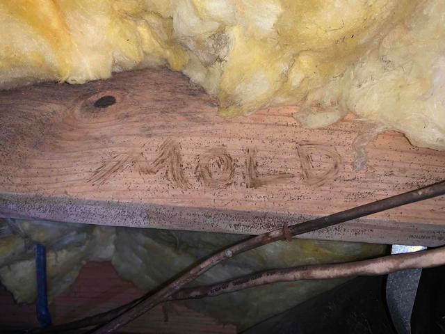 Mold and Mildew on Floor Joists