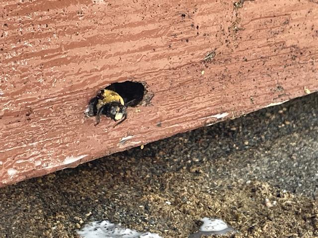 For treatment, we applied a residual dusting product to each gallery. This treatment rapidly exterminates the carpenter bees and leaves behind a residual that will eliminate any eggs inside the area as well as any returning carpenter bees.