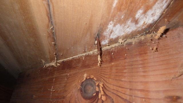 Crawl Space Mold