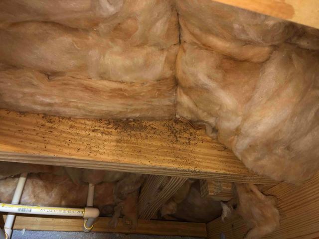 Mold & Mildew In The Crawl Space