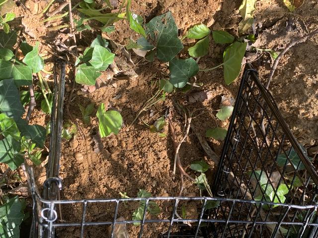 Once we safely retrieve the groundhogs, we will fill in the burrows and relocate the groundhogs to a new, humane environment.