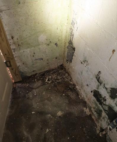 Moldy Basement Wall
