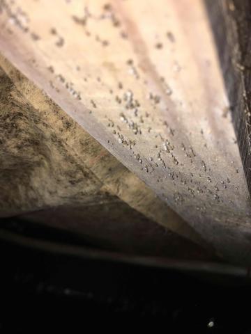 Mold Spores Under Floor