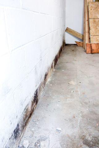 Mold Built Up Along the Floor in Basement