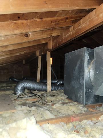 Mold Throughout the Attic