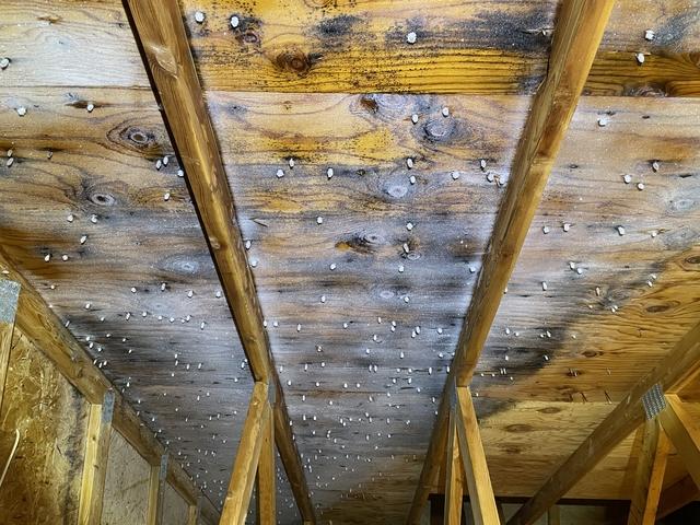 Attic mold