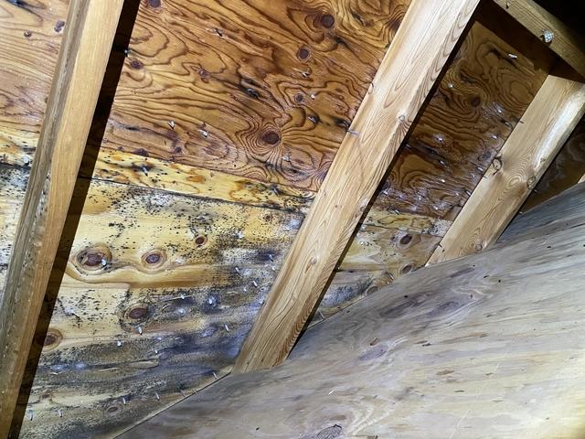 Mold on Sheathing