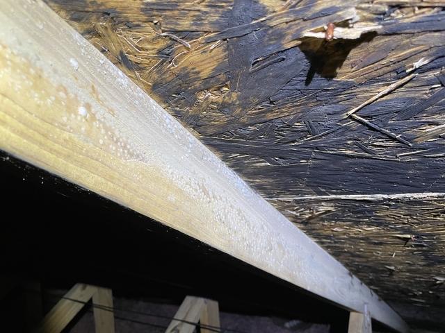 Mold on Sheathing and Truss