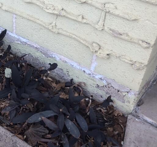 Symptoms of Stem Wall Failure: Flaking Paint