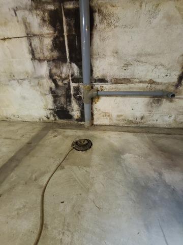 Mold in Basement
