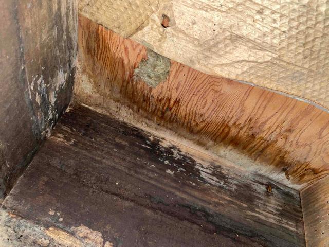 Moldy Wood