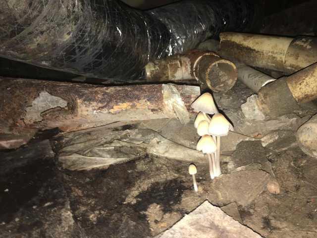 Drain Tile (Before)